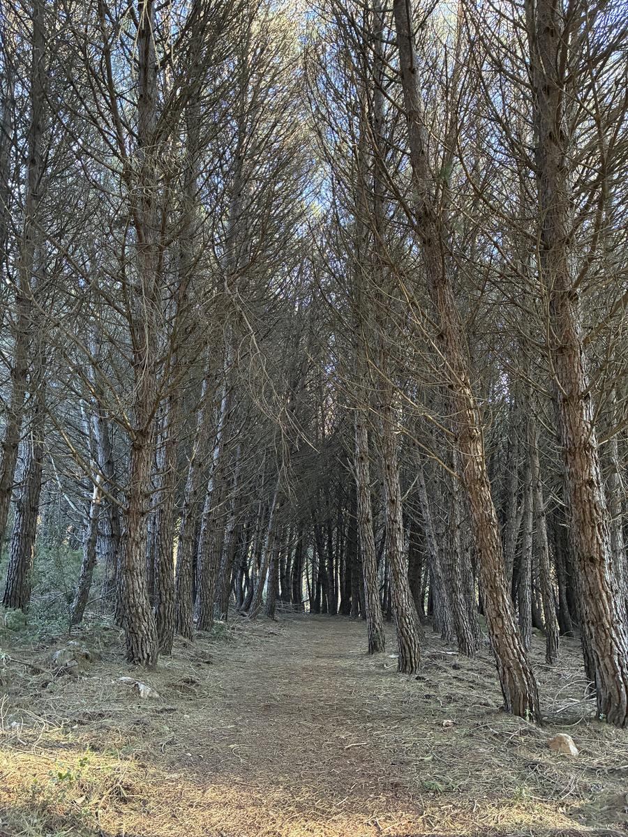 Monterey pine forest trail La Concha hike Marbella Juanar